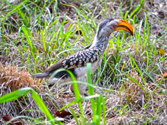 Bird Watching Page Link