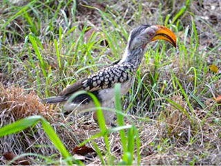 hornbill