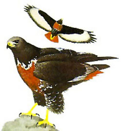 bird_painting_jackal_buzzzard