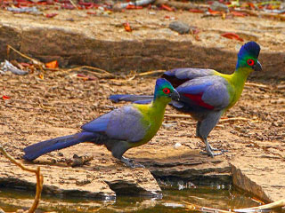 purple_crested_lourie