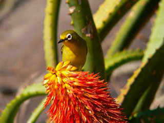 whiteeye_bird