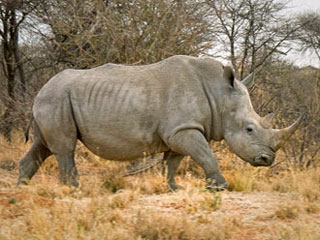 rhino