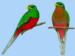 Bird Paintings Page Link