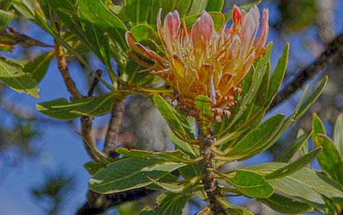 Protea roupelliae subsp hamiltonii