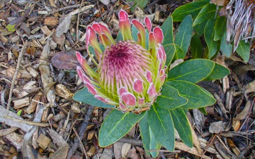 Protea roupelliae subsp roupelliae