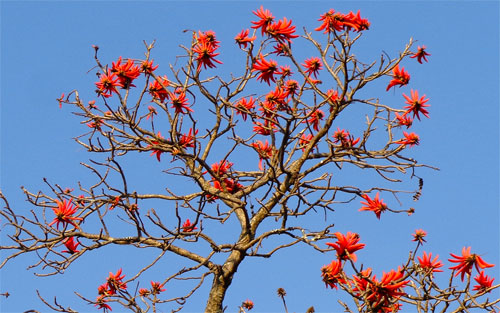 coral tree