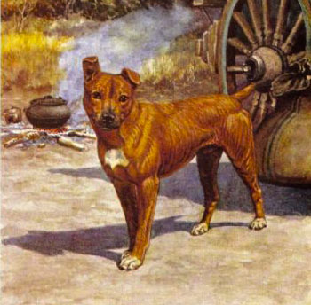 Jock of the bushveld painting